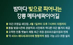 밤마다 빛으로 피어나는 강릉 메타세콰이어길 이미지