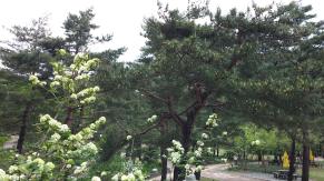 5월 초 수목원 둘러보기 이미지