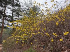 봄을 맞는 수목원 이미지