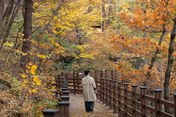 大関嶺(テグァルリョン)癒しの森